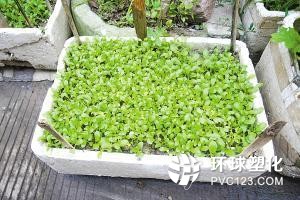 陽(yáng)臺(tái)種菜正流行 泡沫箱種菜有毒嗎